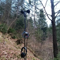 After sunrise in forest near waterstream....forest full of life