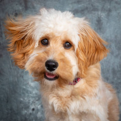 My Best Friend Buster