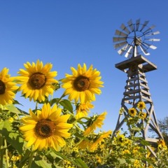 windmills in a sunflower field