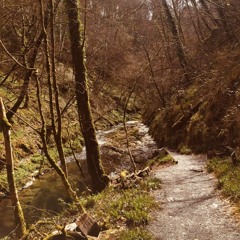 Beneath The Branches