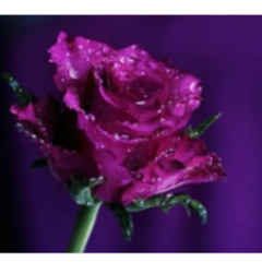 like a flower 3