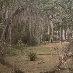 Foliage