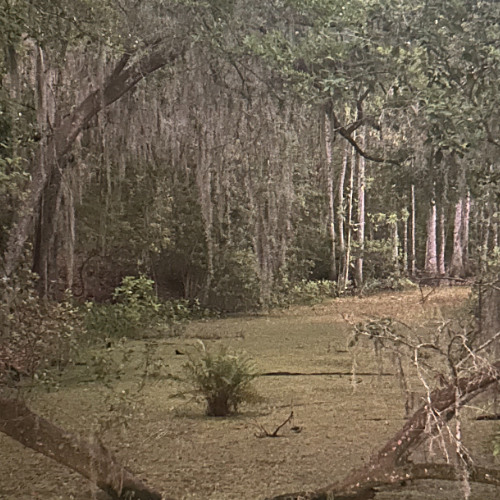 Foliage