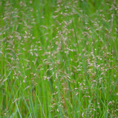 Hold out your hands and listen to the rain - for soprano and piano