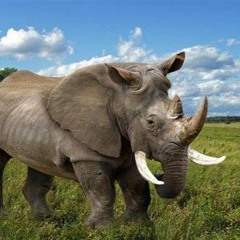 elephrhino (ft. swazy*, gwynn, siilent & lil pump)