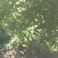 mammalian