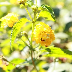 04.07.2022 - Cap. XI - Amar o Próximo Como a Si Mesmo - A Fé e a Caridade (7)