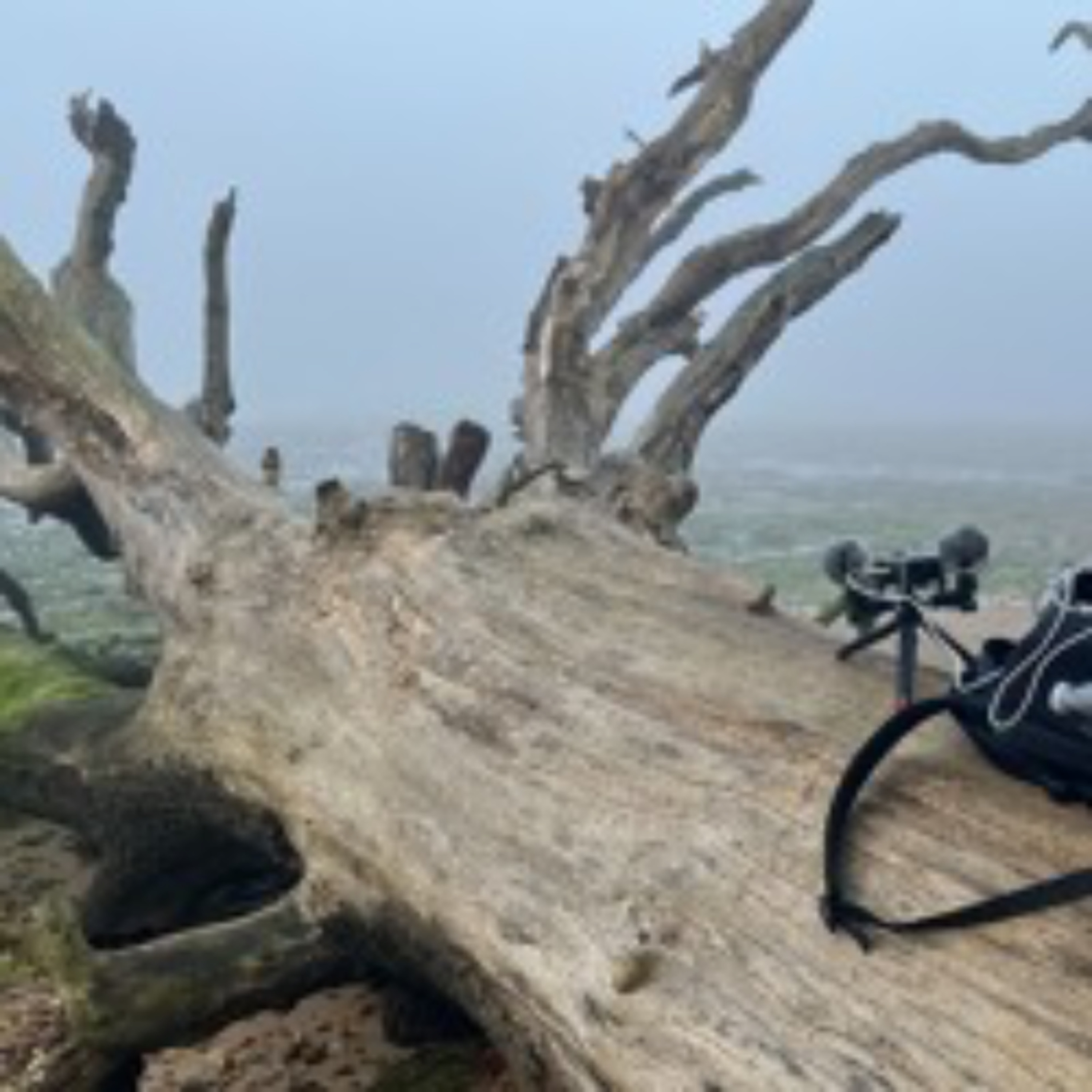 Dawn Chorus at Holbrook Creek, Sunday 5th May 2024 episode artwork