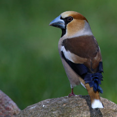 Dižknābis (Coccothraustes coccothraustes). Audio: putni.lv