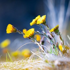 Fjäder , Lilla Tussilago