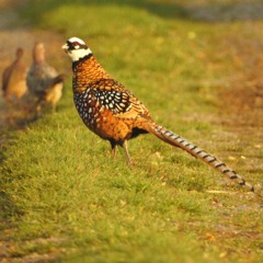 2020 BIRD SOUNDS FROM THE FIELD 25 - REEVES PHEASANT CALLS (NOT ALL GAMEBIRDS ARE EQUAL) PART 2