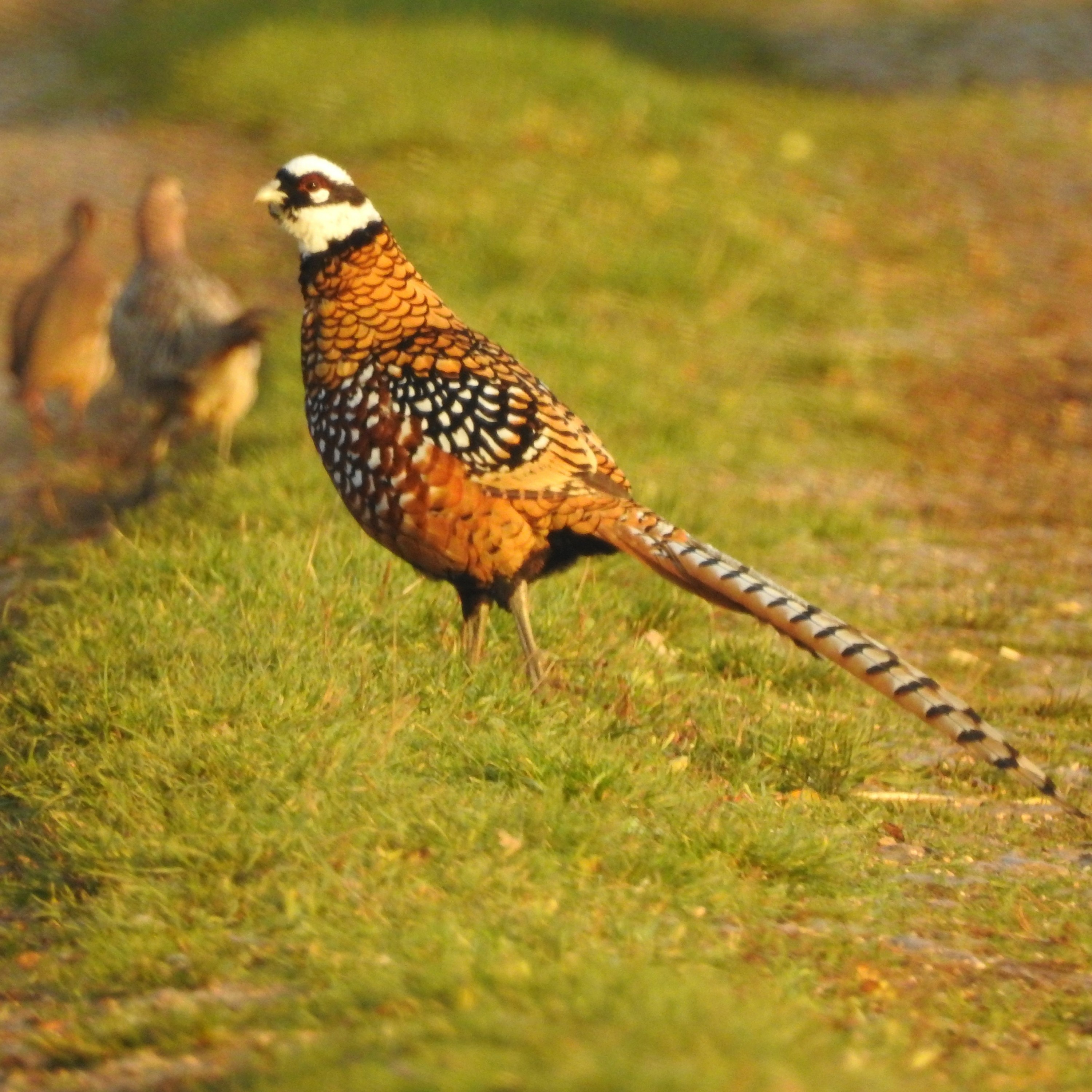 2020 BIRD SOUNDS FROM THE FIELD 16 - REEVES PHEASANT CALLS (NOT ALL GAMEBIRDS ARE EQUAL) episode artwork