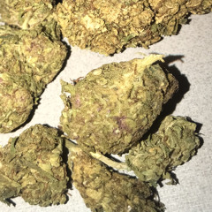 Bonsai🌿 {young gh, nekkropsy, nicyx}