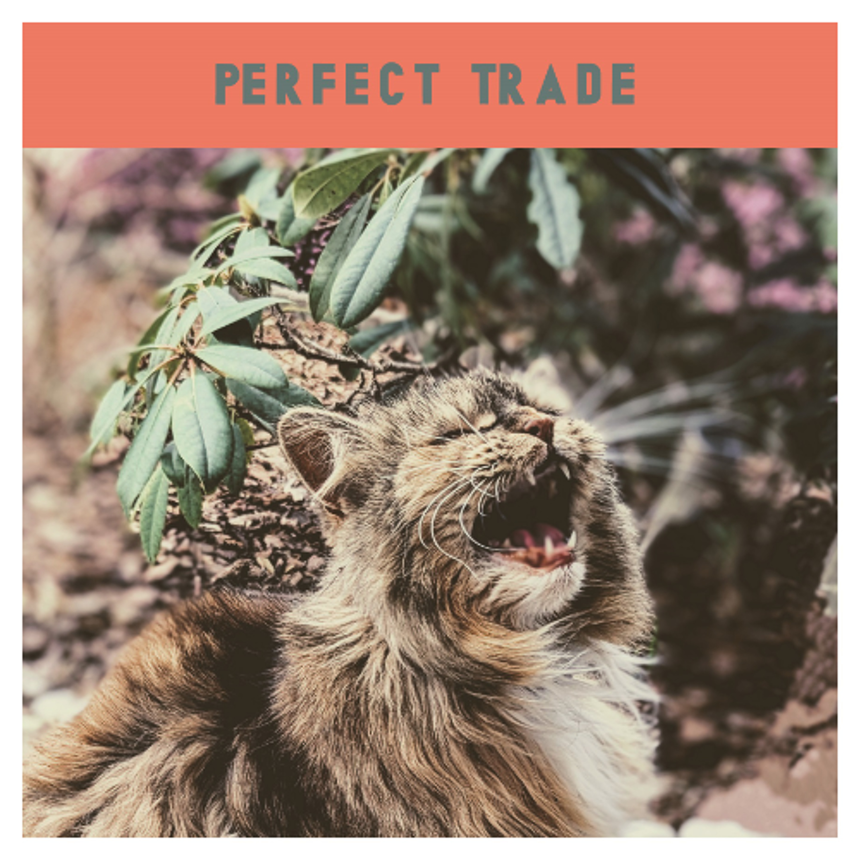 Fir Cone Children - Perfect Trade episode artwork
