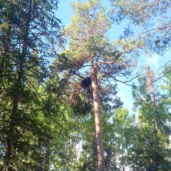 Goshawk fledglings begging for food