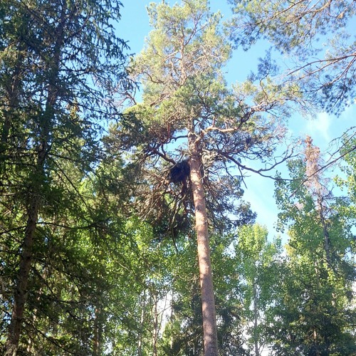 Goshawk fledglings begging for food