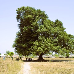 bubuia