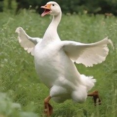 하늘을-꿈꾸는-오리.mp3