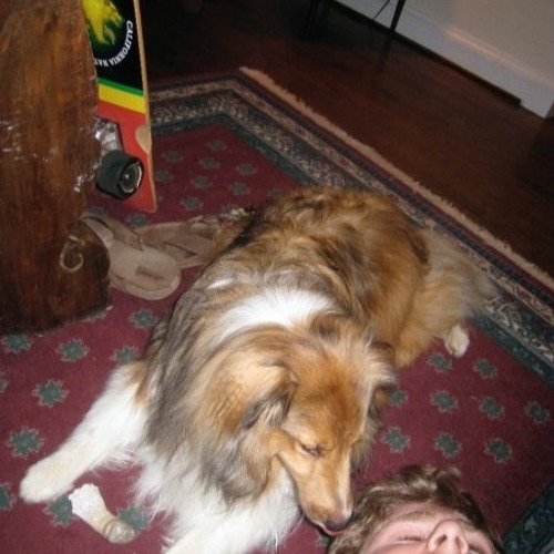 Can Dogs Have Night Sweats