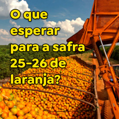 O que esperar para a safra 25-26 de laranja?