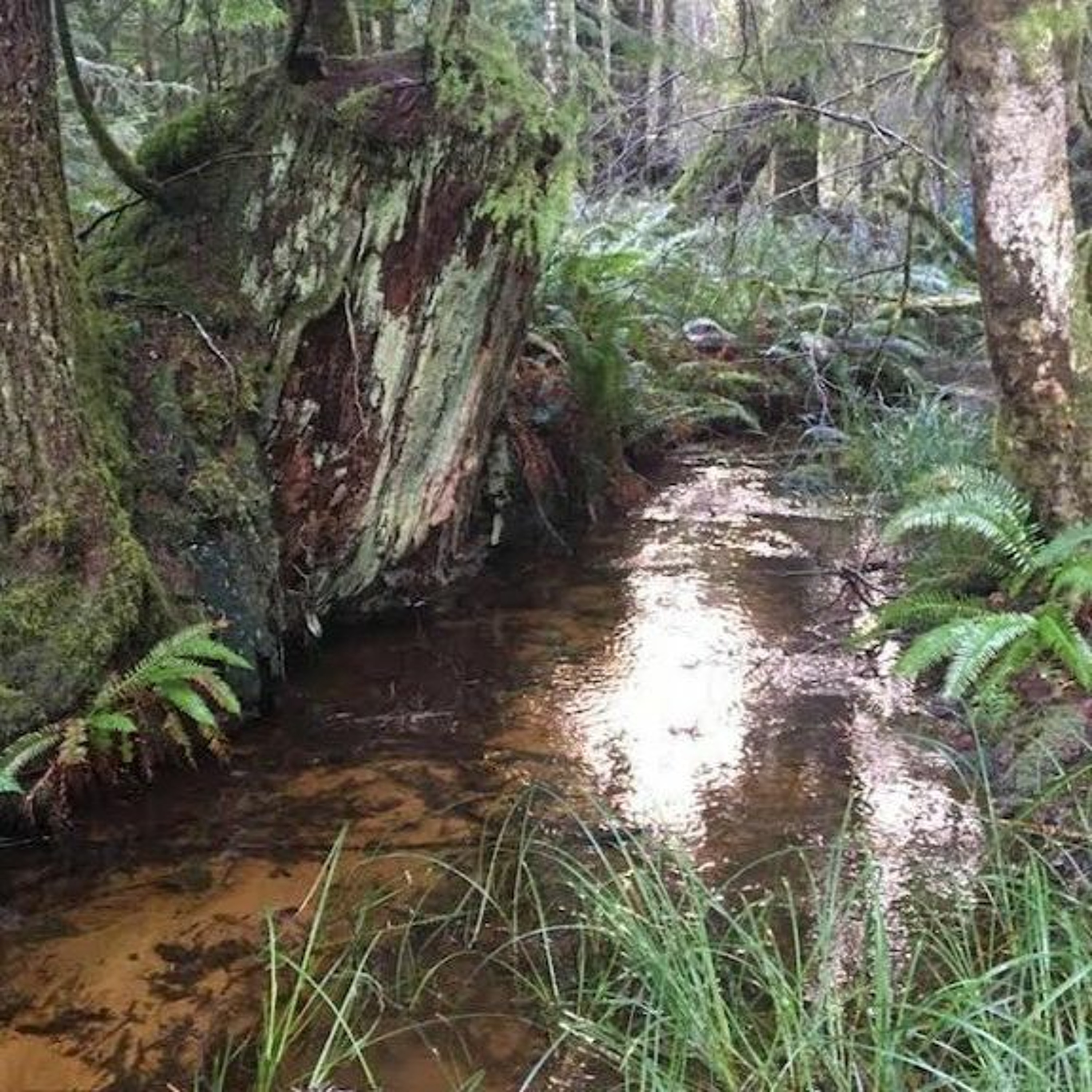 Community, Connection and Engagement on Quadra Island.