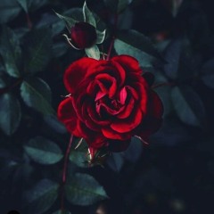 phool khiltay hein.mp3