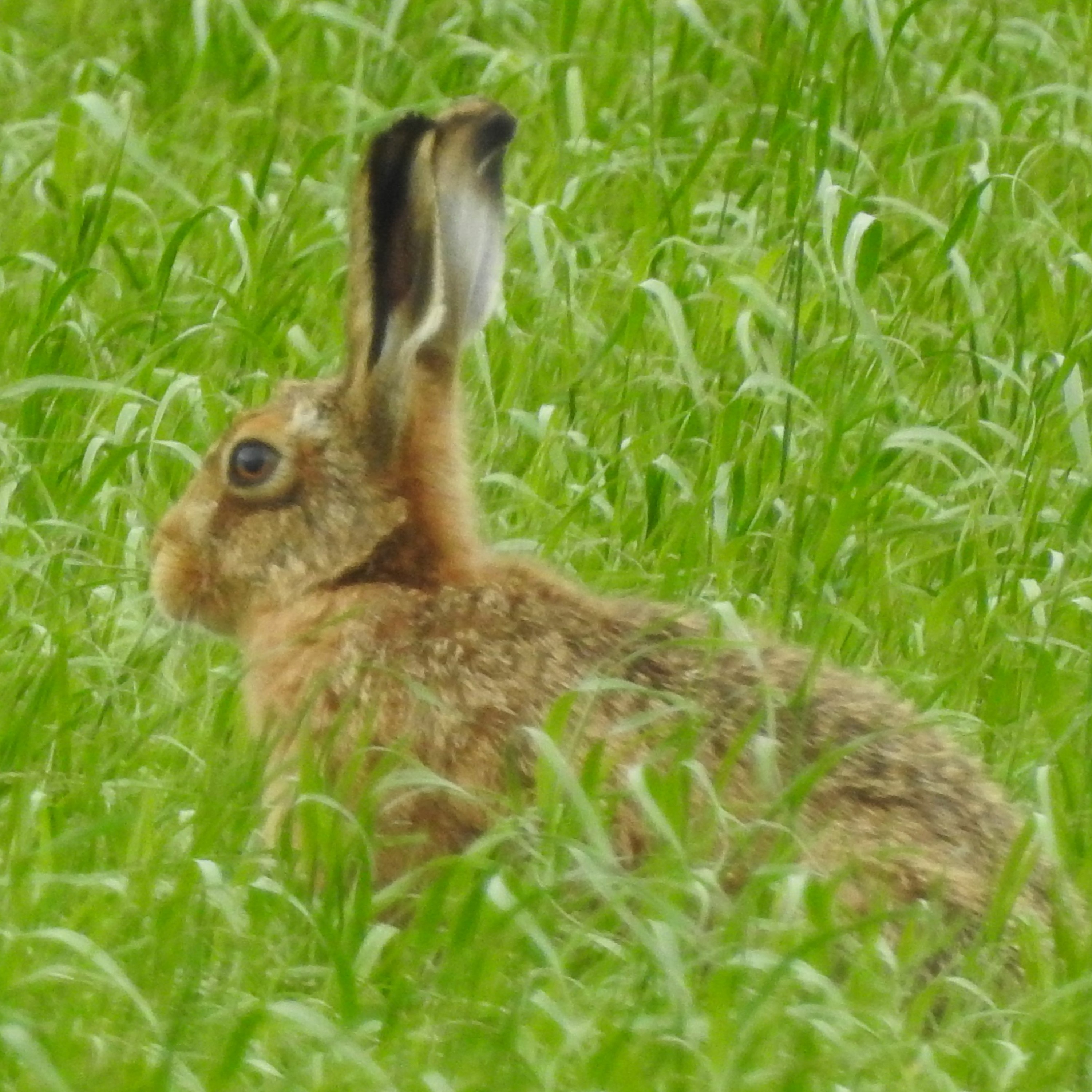 2021 STRAIGHT FROM THE FIELDS 3 - HARERAISING EXPERIENCES episode artwork
