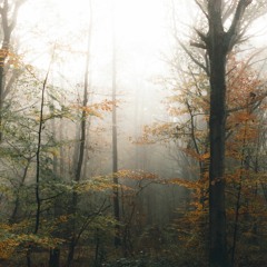 Dawn/Birdsong