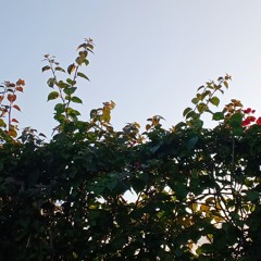 Me prove me amar que eu te provarei existir