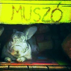 HAPPY MUSZÓ CRAZE