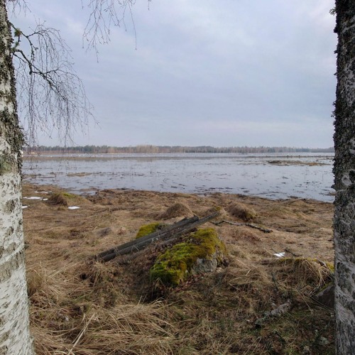 Whooper Swans and Bean Geese on a stop-over site