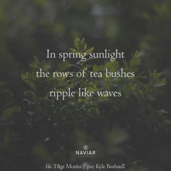 Tea bushes (naviarhaiku604)