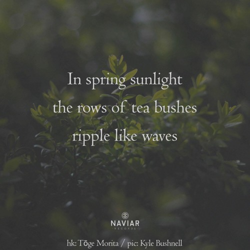 Tea bushes (naviarhaiku604)