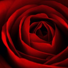 DIE ROSE