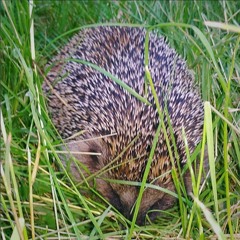Eurasian Hedgehog - Sniffs - SOE - Demo