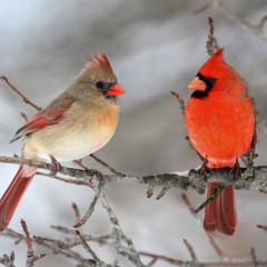 Why Cardinals Are Easier to Spot in Winter Landscapes