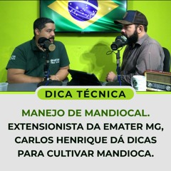 Manejo de MANDIOCAL | Extensionista da Emater MG dá dicas para cultivar Mandioca.