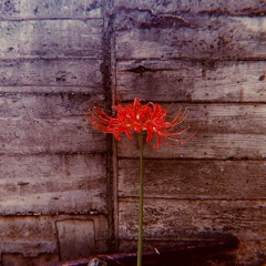 Lycoris