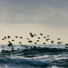 Sordinia  for string orchestra-