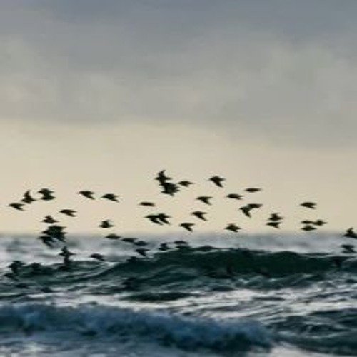 Sordinia  for string orchestra-