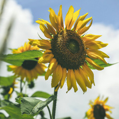 Summer Sunshine