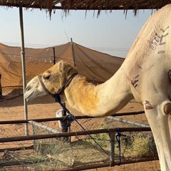 ‎⁨مسفر السندوانه - وجدان بن كليب (عالمية 🤩)