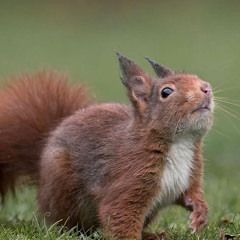 l'angoisse engendre la mort