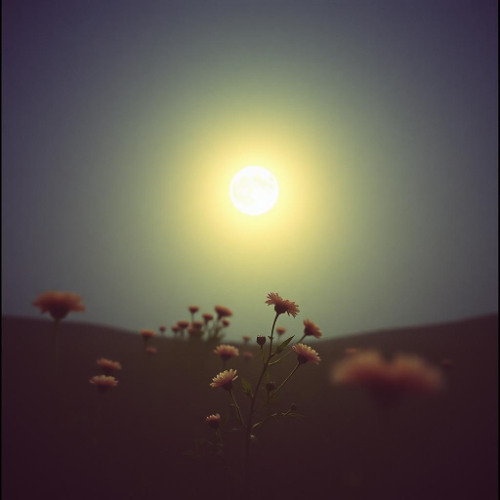 爱的旋律 (The Melody of Love)