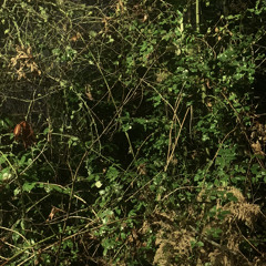 mining silver years (with The Jender Eternal Light Revue)