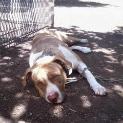 ANGELA REGGAE DECK ( M H ) 2022