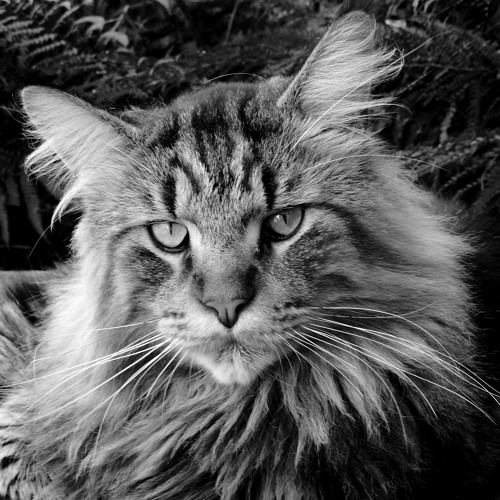 Fauve Qui Peut