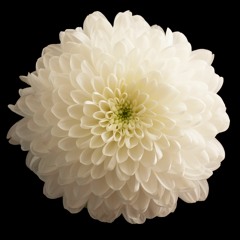 White Chrysanthemum for Chamber Orchestra (2021)