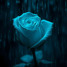 Silver Rose