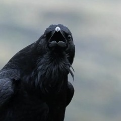 A raven chatting